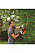 Кущоріз Black&Decker 18 В, 2Ah, ніж 50 см (GTC18502PC)